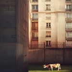 Vache dans une cour urbaine entourée de murs de béton, symbolisant le contraste entre nature et urbanisme